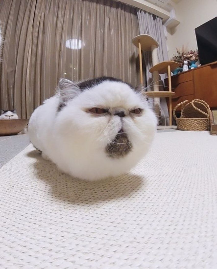 Drama Queens, или Переполох на школьном балу