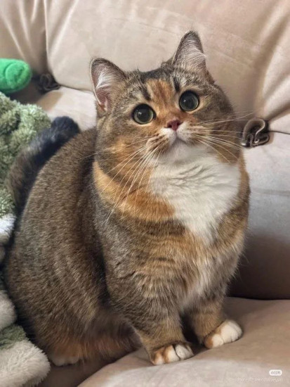 Зубная паста детская с экстрактом яблока «Apple Flavor»