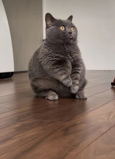 Тестовый семена